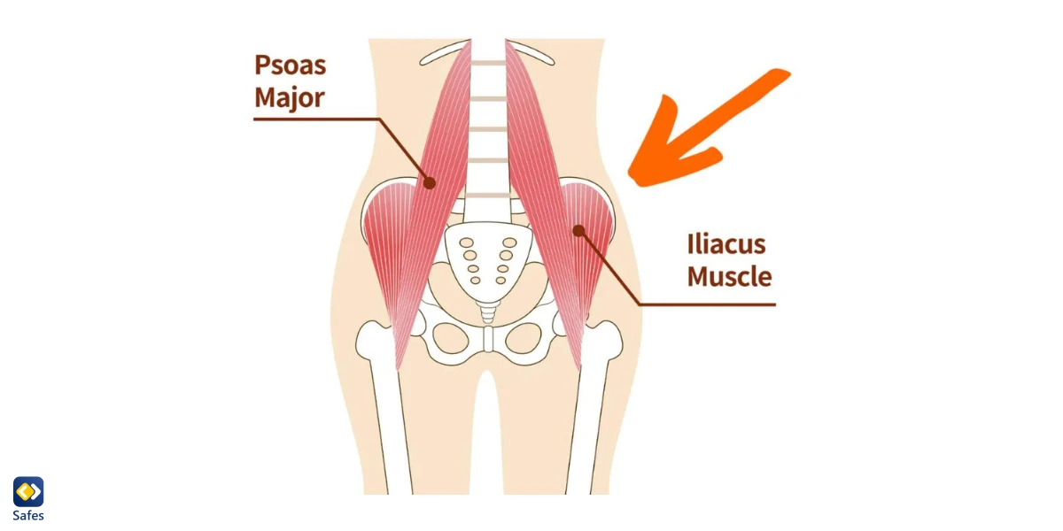 Human anatomy displaying hip flexor muscles